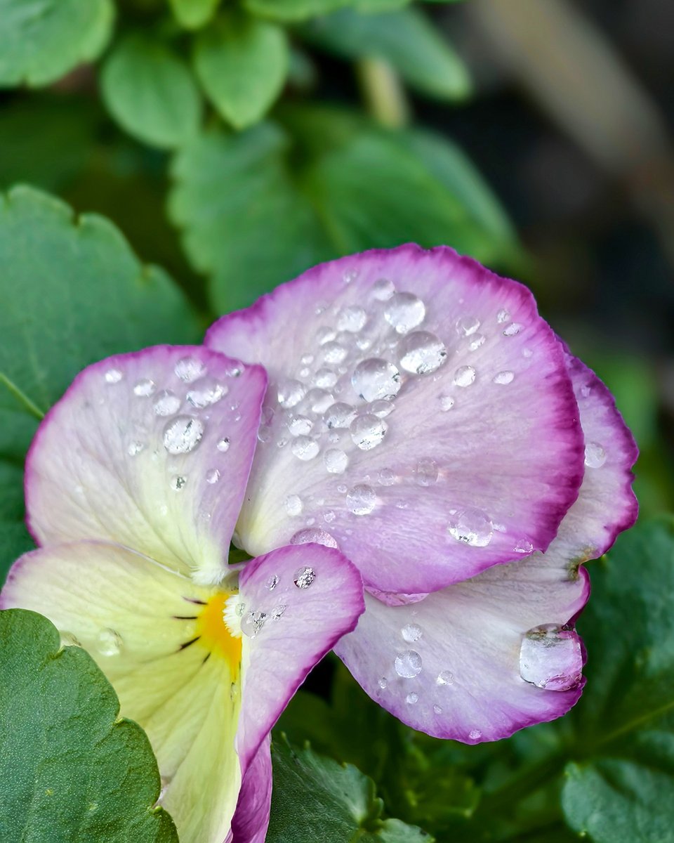 As spring begins, dew can appear in the morning hours. With the integrated ZEISS APO Floating Telephoto lens of the @Vivo_GLOBAL #X100 Pro, photographer Michael Portillo captured spring flowers in the morning dew.