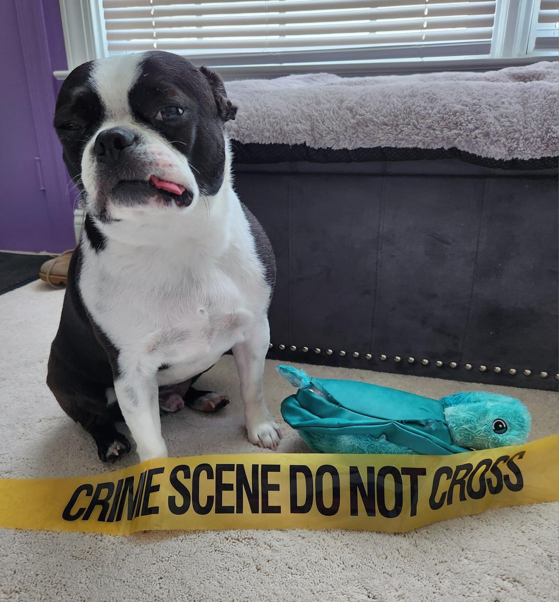 Perpetrator found at the crime scene. A slam dunk for Detective Josie Quinn. RIP Turtle. 

#chroniclesofphil #josiequinnseries #authorsdog #josiequinn #book21 #firstdraftcarnage #heregretsnothing