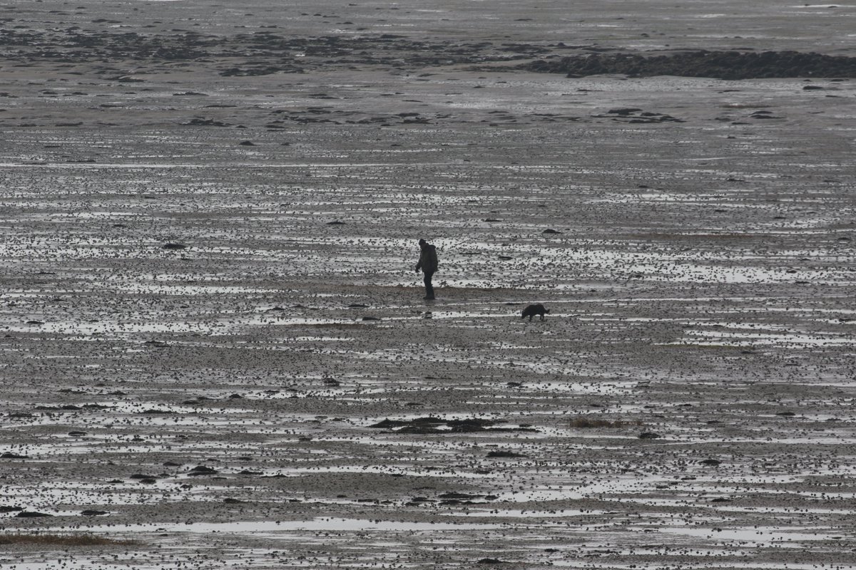 Barrow 26.03.24 - Twite first thing, 183 Pink-foot (N), 36 Whooper Swan (N), c.50 Pale-bellied Brent still, a male Wheatear on the rocks. Sun out, so high dog walker count & some classic recreational disturbance on Morecambe Bay SAC, RAMSAR & South Walney & Piel Channel SSSI...