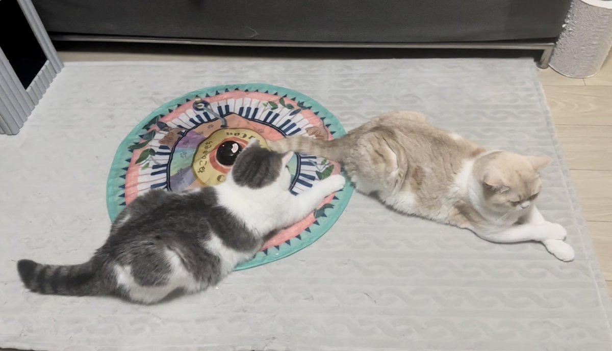 teteandcoco's tweet photo. その上で寝るものではありませんよ

#猫 #cat #猫のいる暮らし #猫のいる幸せ #猫好きさんと繋がりたい https://t.co/kWLSFwXLKw