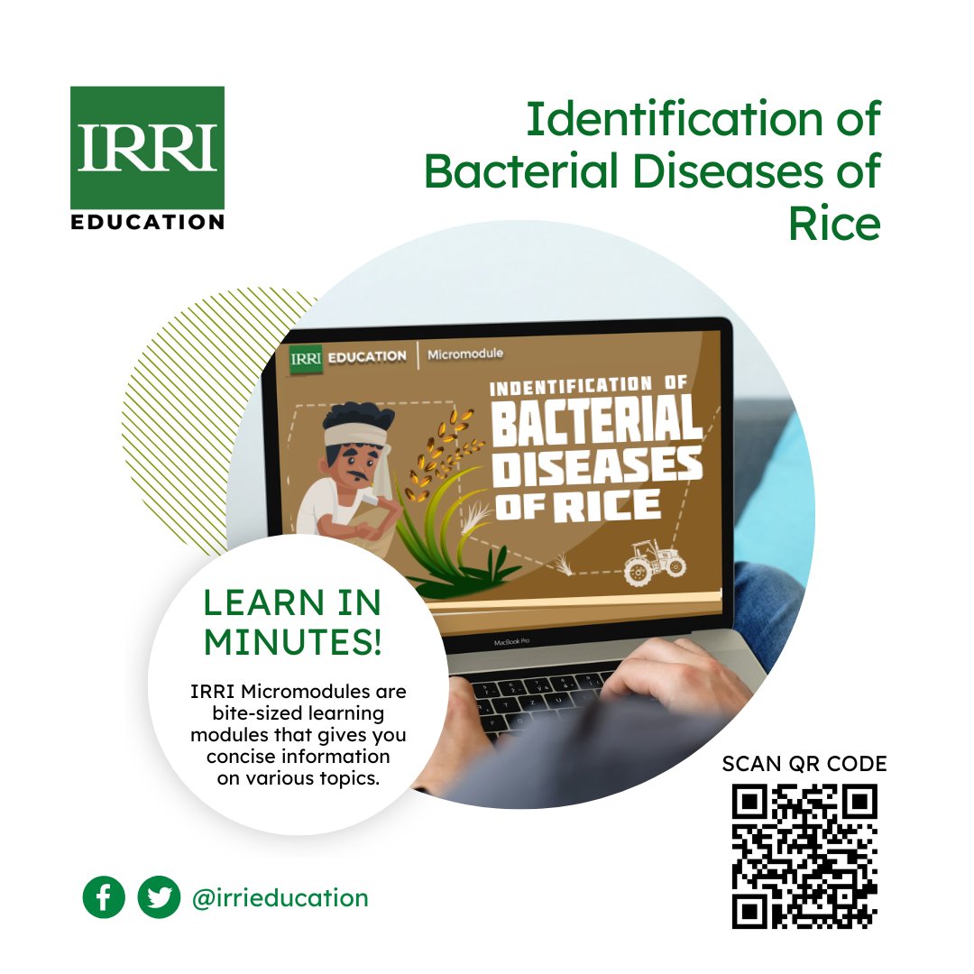 Level up your rice crop management skills with our #Micrmodule on the Identification of Bacterial Diseases of Rice! 🌾

Learn how to identify symptoms and implement effective management strategies🦠🌱 Enroll now openlearning.cgiar.org 

#DiseaseManagement @irri @CGIAR @JoannaKP