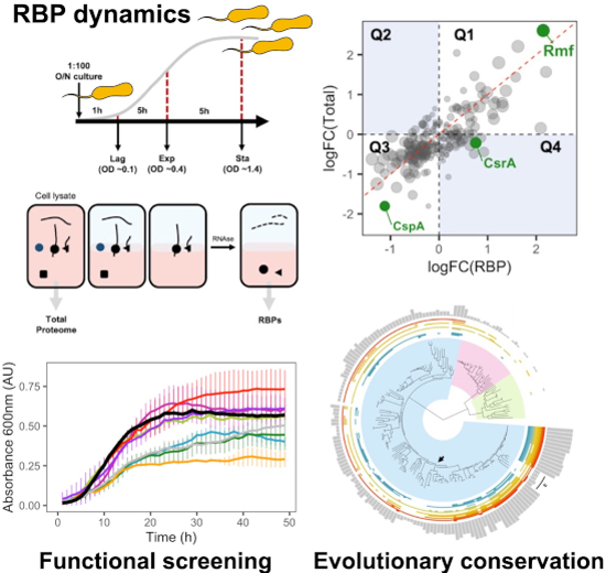 Dynamic analysis of RNA-protein interaction rewiring across growth phases detects extensive reorganisation of the RBPome & reveals the RNA binding properties for 17 unannotated E. coli proteins ➡️ embopress.org/doi/full/10.10… E Villanueva @CamBiochem