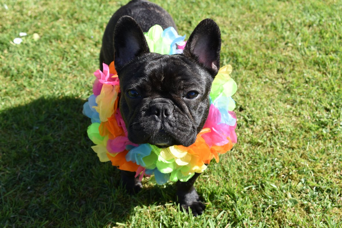 malohana17's tweet photo. My lovely frenchie bulldog 🌺👉👈 https://t.co/IQhgLyuRbw