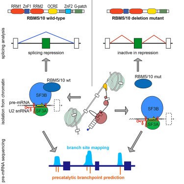 Online Now: The splicing regulators RBM5 and RBM10 are subunits of the U2 snRNP engaged with intron branch sites on chromatin dlvr.it/T4f0cQ