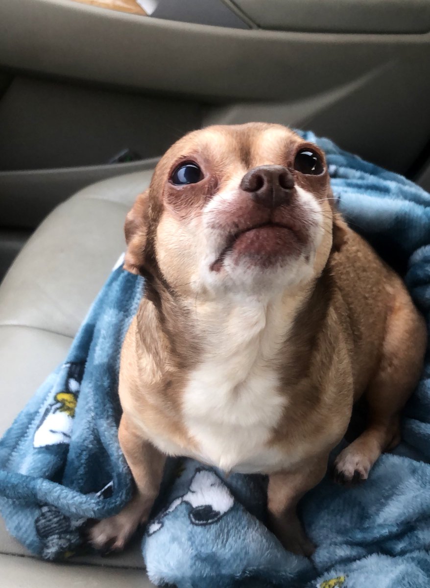 Chica the chihuahua and crew tweet media