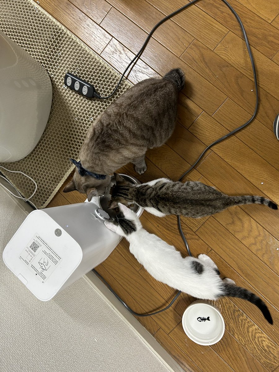 ガンちゃんがまさしくうちの先住猫だ… 子猫たちにご飯譲っちゃう… 先住