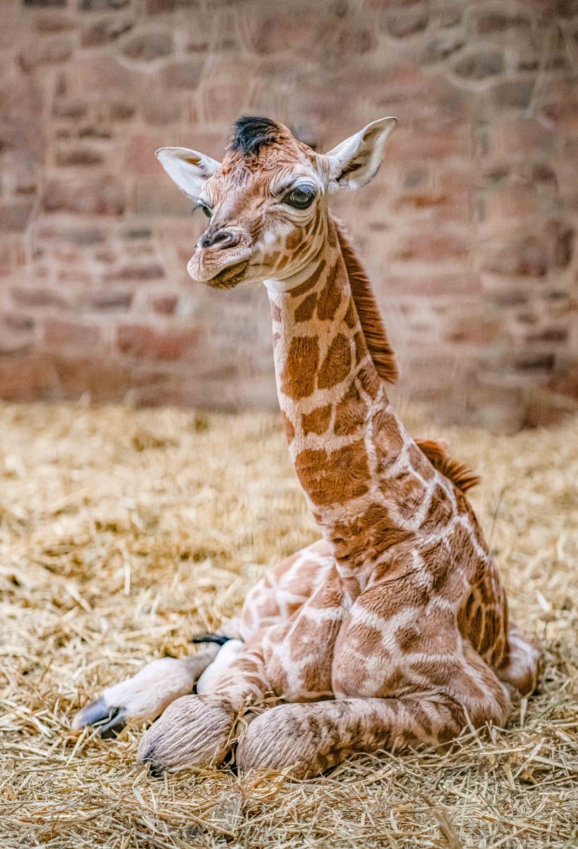 IT'S A GIRL! 🦒 Orla's new calf has a name... Everyone, meet Edie (pronounced e-dee) She's been named after Lake Edward in Uganda, one of the African Great Lakes. Her name is inspired by our conservation efforts in Uganda, where we're working with our partners to boost numbers…