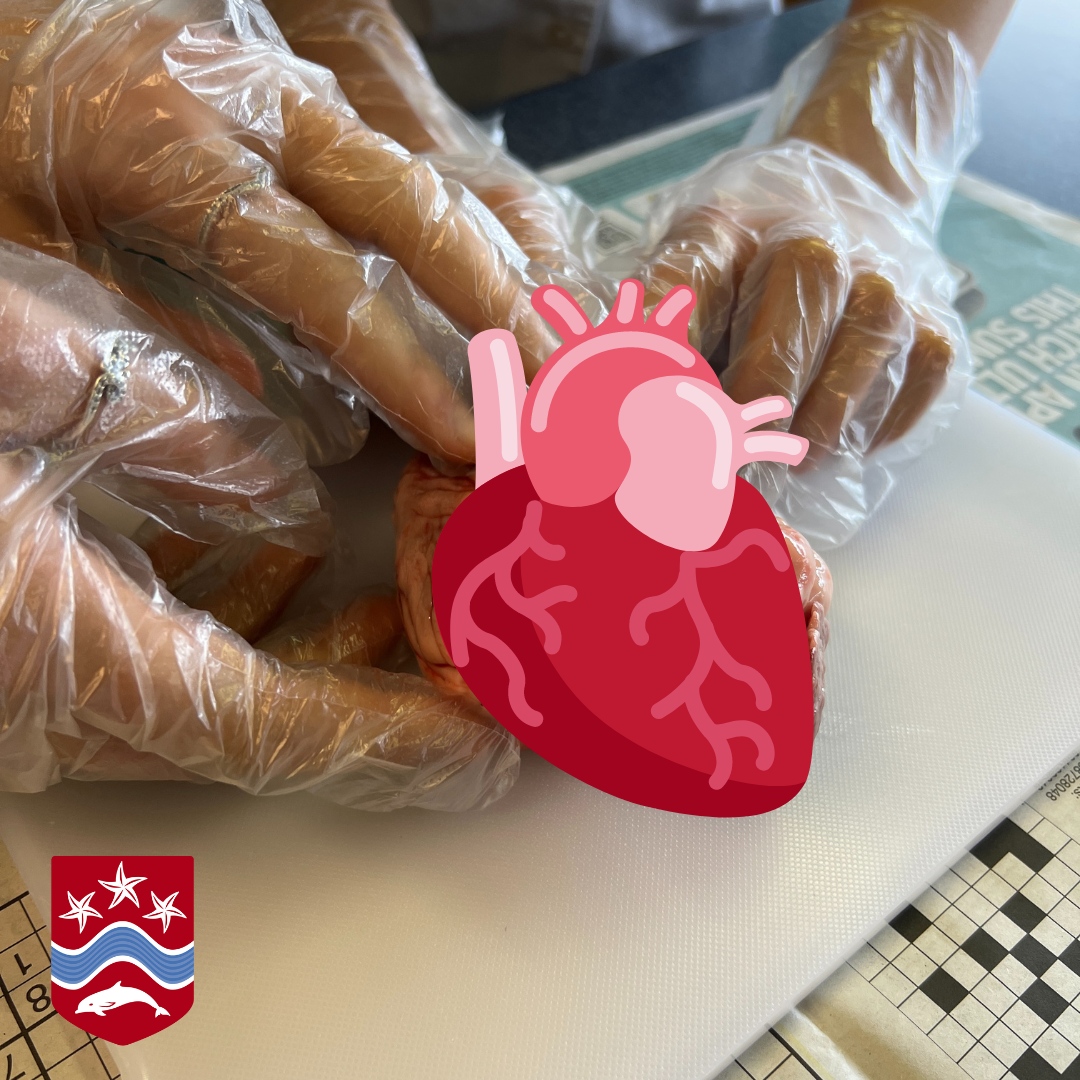 Our Year 9 students had an interesting Biology lesson last week and had the opportunity to dissect a heart to look at: - Fat - Coronary Artery - 4 blood vessels - 4 Chambers - Heartstrings - Valves For sensitivity we have covered the actual heart. #CFGS #Biology