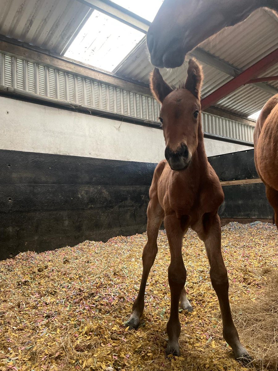 Many thanks to <a href="/MichealOrlandi/">Micheál Orlandi</a> for helping us to produce this absolute belter of a colt by Dubai Legend. Micheal had promised me his first foals have already been stunners. Think I believe him now 💪 #allreadytorun