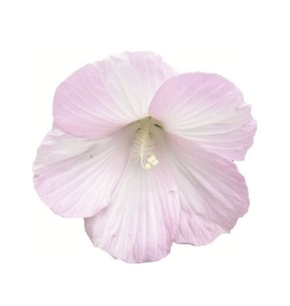 pink hibiscus flowers