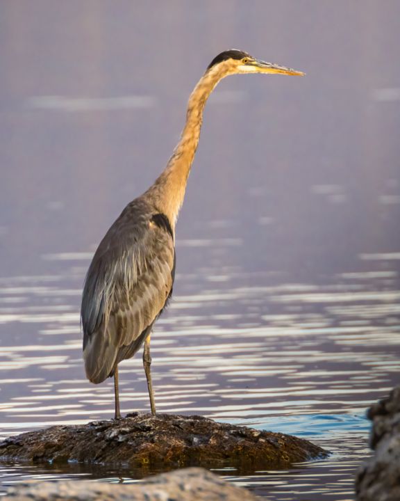 tpeakphotos's tweet photo. Art of the Day: "Great Blue Heron in Morning Light". Buy at: https://t.co/RtXf8VNCPN https://t.co/leQxxkUtI2