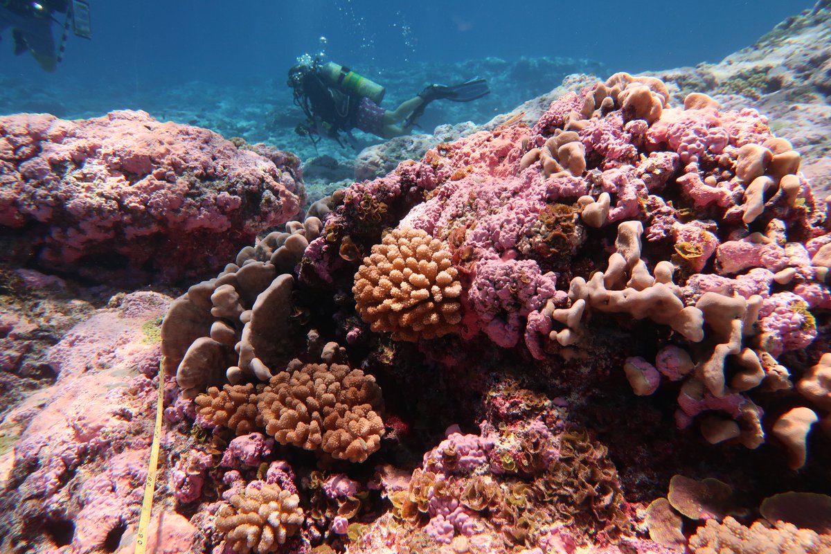 NOAA Ocean Acidification Program tweet media