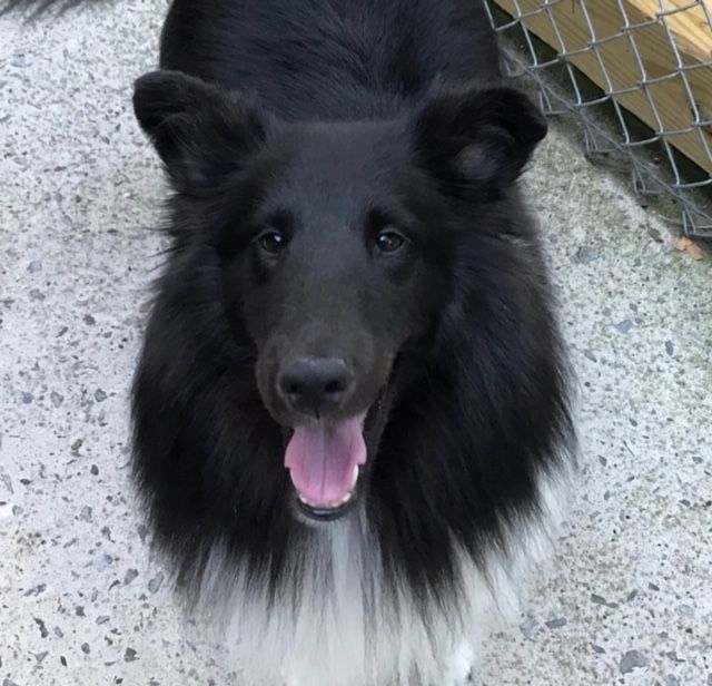 Happy Tongue Out Tuesday!!! Love, Moose❤️