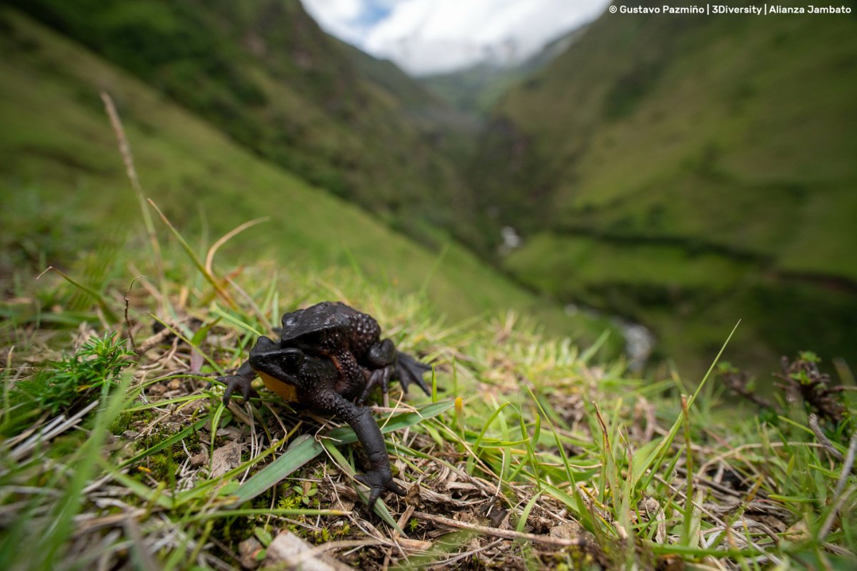 Alianza Jambato tweet media