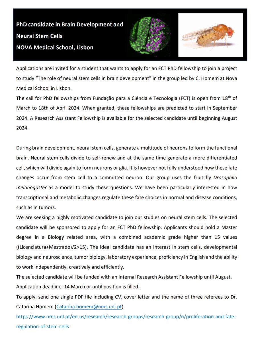TheHomemLab's tweet image. Interested in doing your PhD in Lisbon, working in neurodevelopment and Drosophila?

Our group is looking for candidates to apply for a FCT PhD fellowship! See below for more info and visit our group&apos;s page at tinyurl.com/4yf8jh9y.

Repost appreciated!