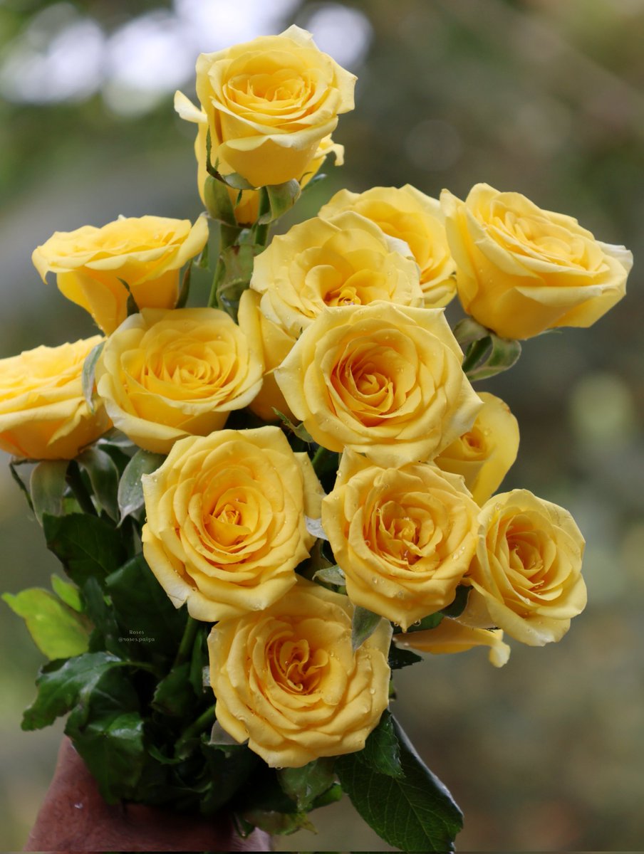 For you 💛 Yellow #roses 💛#rose #flowers #yellowroses