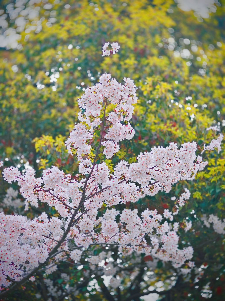 syj60592116's tweet image. Sakura. #Linping