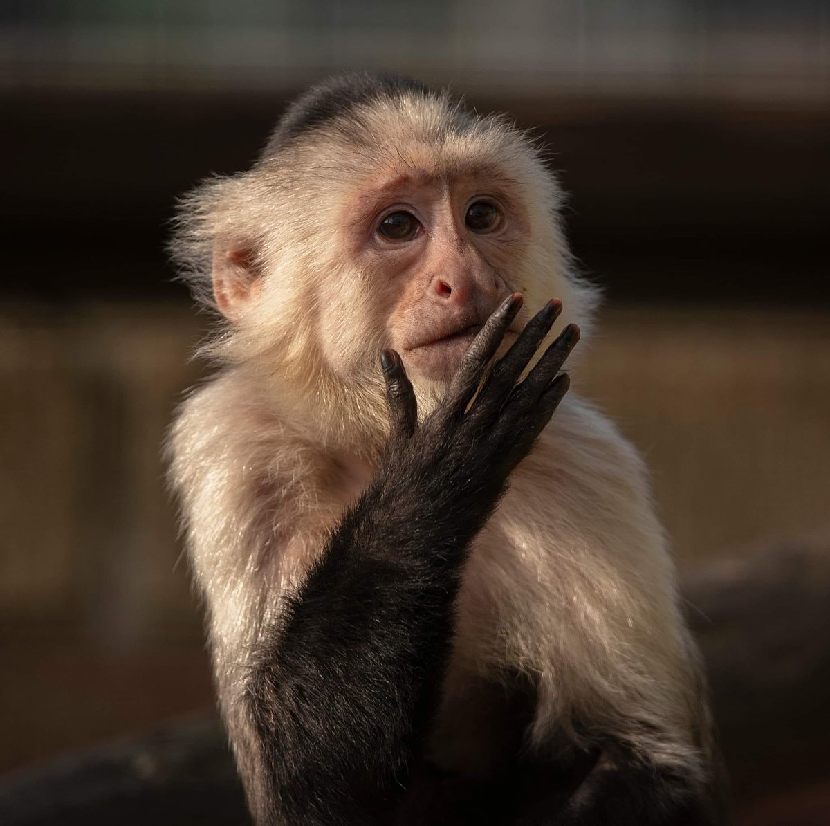 The Capuchins can’t stop thinking about Easter! 💛 Only 3 more sleeps until the egg hunt begins!! 🙈🪺💛

monkeyhaven.org/news/
#easter #egghunt #capuchin #sanctuary #isleofwight
