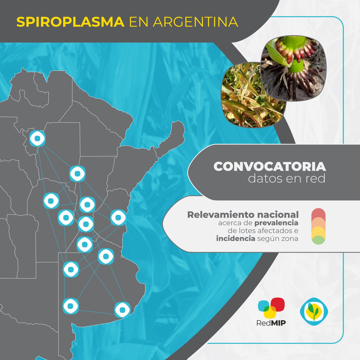 AAPPCE realiza un relevamiento nacional sobre «#Achaparramiento del #Maíz» 🌽📊.

Asesores externos a la asociación también pueden participar. 

Conocé cómo sumarte evaluando el complejo patogénico Corn Stunt (compuesto x #Spiroplasma y +).

Más info.👉bit.ly/3vzWrcA
