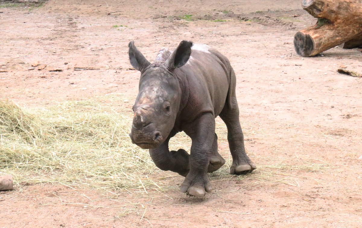 We BIG news to share! We need your help in naming our rhino calf! 🦏 Our amazing #rhino team have created a list of names for this little cutie. Now we need YOU to choose the best one! 🗳️ Vote for your favorite here: bit.ly/3xjq7Ly