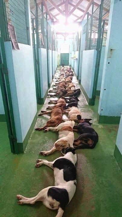 Take a good, hard look at these pictures. This is just ONE euthanasia day in ONE rescue centre. This happens everyday in rescues all over this country.

These dogs were once pets. They were the products of "accidental" or “ I want my baby girl to have her own puppies” litters.