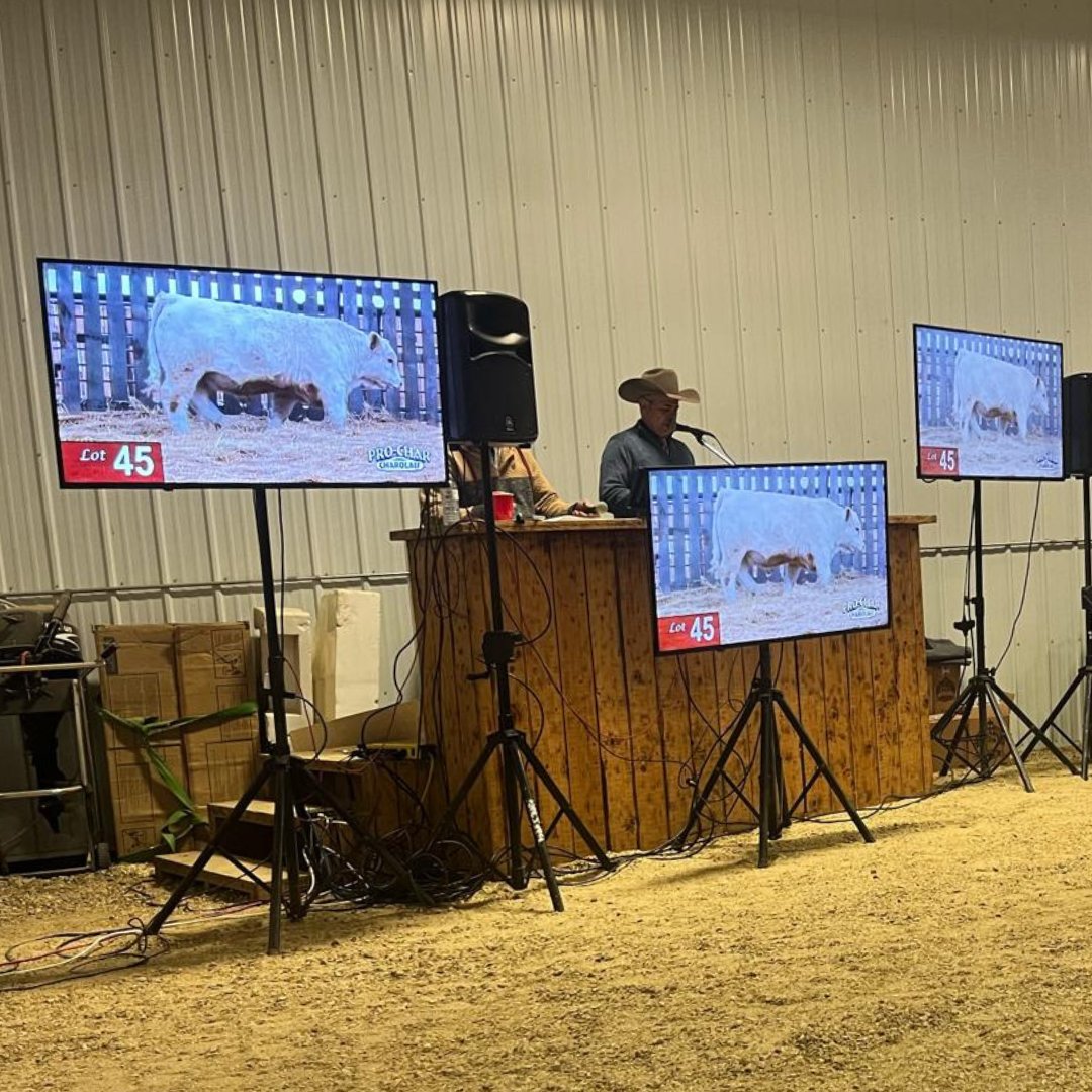 21Highway's tweet photo. We’re thrilled to secure lot 20, Prochar Martel 125L, for $38,000. The dam, Prok 14J, caught our eye last summer as a potential flush cow. Shooter himself calved like a dream for us this winter – no assistance needed. 

#bullsale #cattleauction #livestock #charolais #flushcow https://t.co/nFeSGYs7au