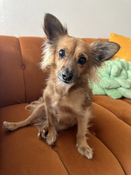 1 pic. This little guy needed a home and now he’s got one! Introducing Petey! https://t.co/95prgVCqD