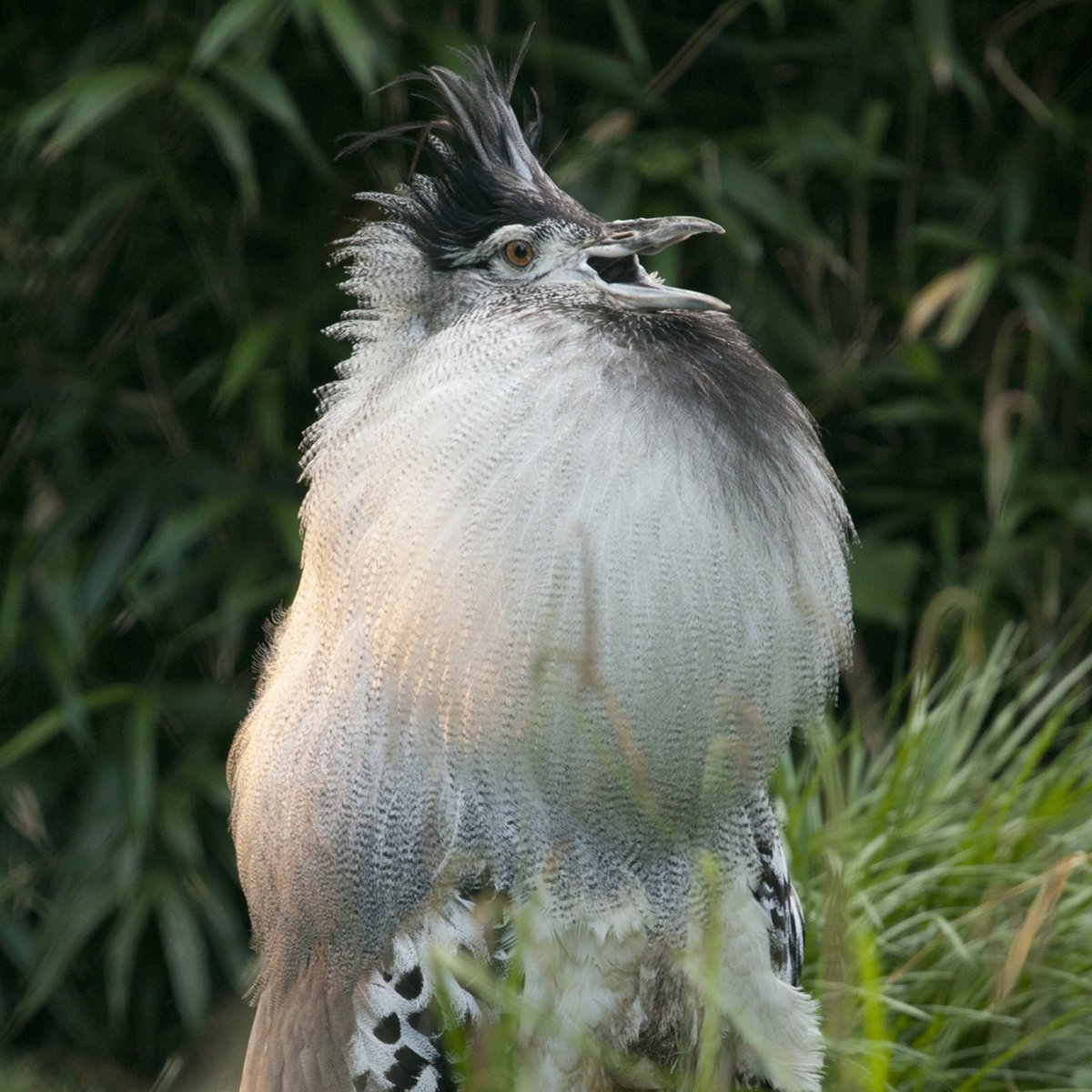 🐦❤️🐦 Let's talk about kori bustard courtship! At the height of the mating display, a male inflates his esophagus to as much as 4 times its normal size, then bows toward the female with his neck inflated and bill snapping. He may also emit a low-pitched booming sound to woo her!