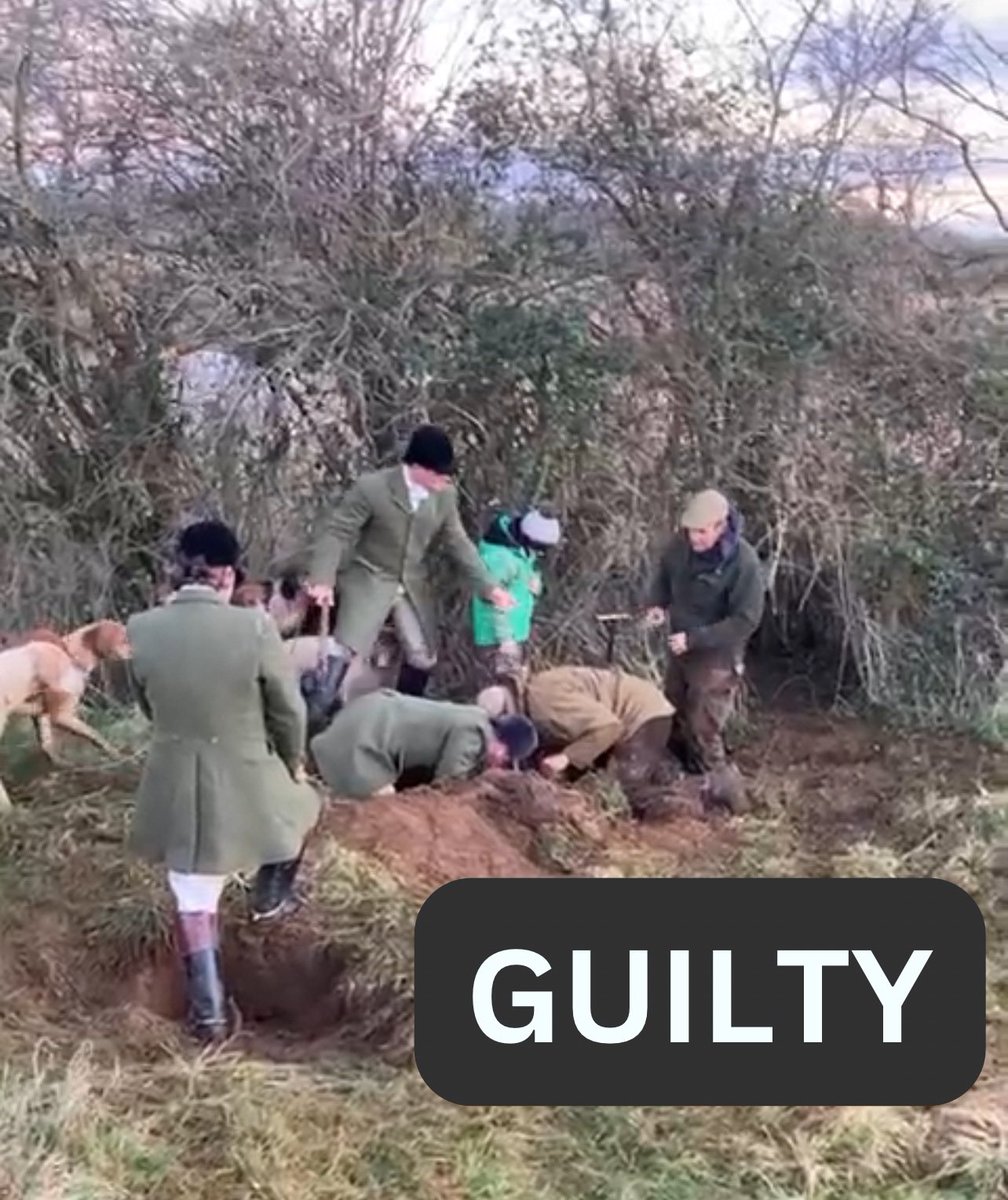 Perverse wildlife criminal, Tom Ledbury, was recently sentenced for overseeing the dig out of a fox which was then thrown to a pack of hounds in front of his young child at a meet of the criminal Avon Vale Hunt, is currently being paid £240,000.00 by @bathnes 1/3 🧵