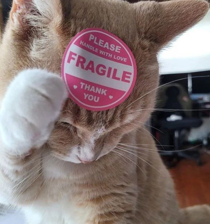 Punch Cat (@punchingcat) on Twitter photo 