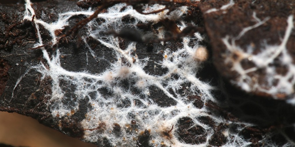 The ideal mushroom to find on your farm:

Mycorrhizae fungi!

Mycorrhizae fungi in particular distribute nutrients throughout your soil, deter diseases and predators and improve soil structure and texture.

What kind of mushrooms are on your farm?