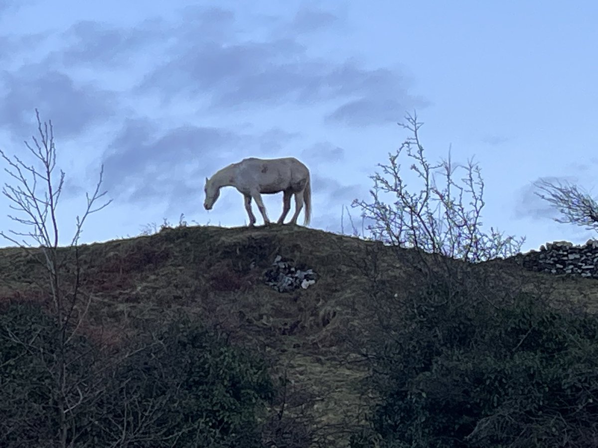 berjeffries's tweet photo. Day 86 #100daysofwalking  I do like an evening walk in the twilight #connemara #100daysofwalking24 https://t.co/TsLArviUnr