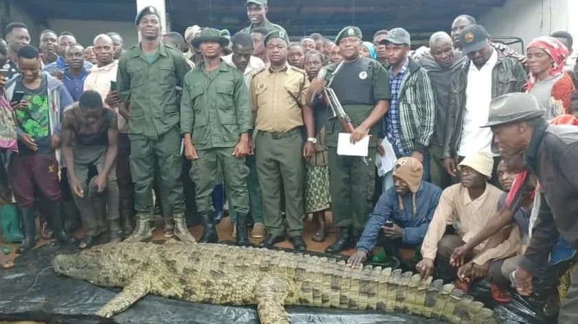 AloyseMafuru's tweet photo. Idara ya Wanyamapori Wilaya ya Ukerewe Mkoani Mwanza imefanikiwa kumdhibiti Mamba mkubwa mmoja kwa kumpiga Risasi mapema Machi 26, 2024 ambaye amejeruhi baadhi ya watu waishio kando na ziwa Victoria. https://t.co/DeKROLcZDF