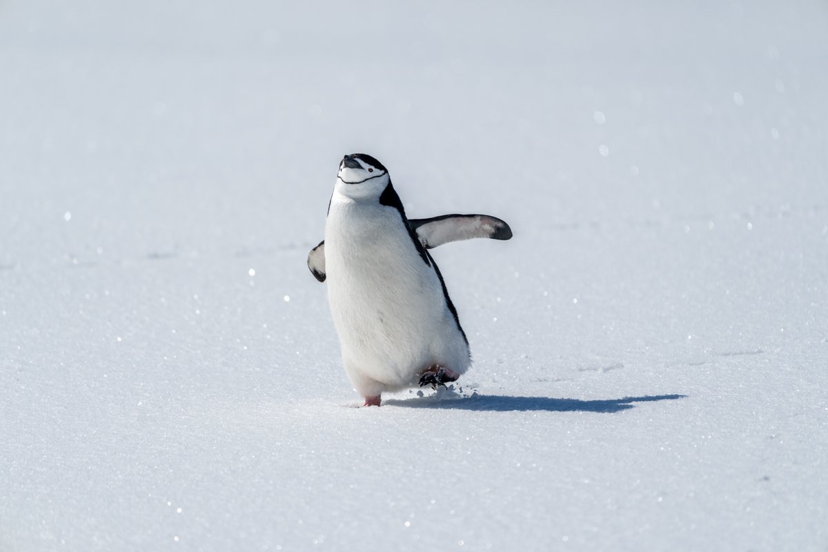 Feelin' freeee 🐧 #DidYouKnow the chinstrap penguin, photographed here, may be the most abundant penguin with a population estimated at about 7.5 million breeding pairs. 📸: Nigel Killeen #penguin #Antarctica