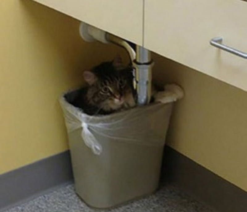 CatsInsideBox's tweet image. 