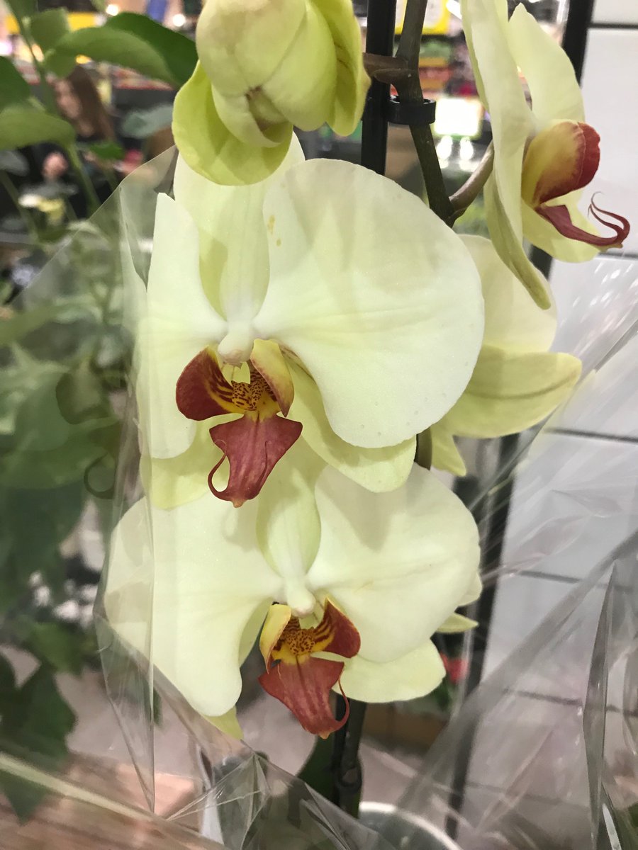 garrygl1's tweet photo. Orchid .
Keep kind actions
I replaced by we
Near to God
Do be kind today
#be #kind #today #orchid #flowers #faith #hope #alighnment #with #God #motivation #positive #actions #wisdom #inspiration #nevergiveup #light #wins #peace https://t.co/gOVmomW5WV