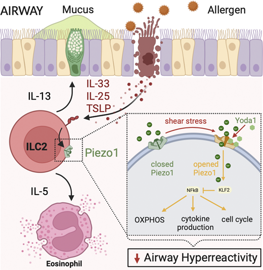Piezo1 channels are induced by allergen and cytokine encounter as activation decreases ILC2 effector functions and development of airway hyperreactivity in a KLF2-dependent manner @JExpMed 
doi.org/10.1084/jem.20…
