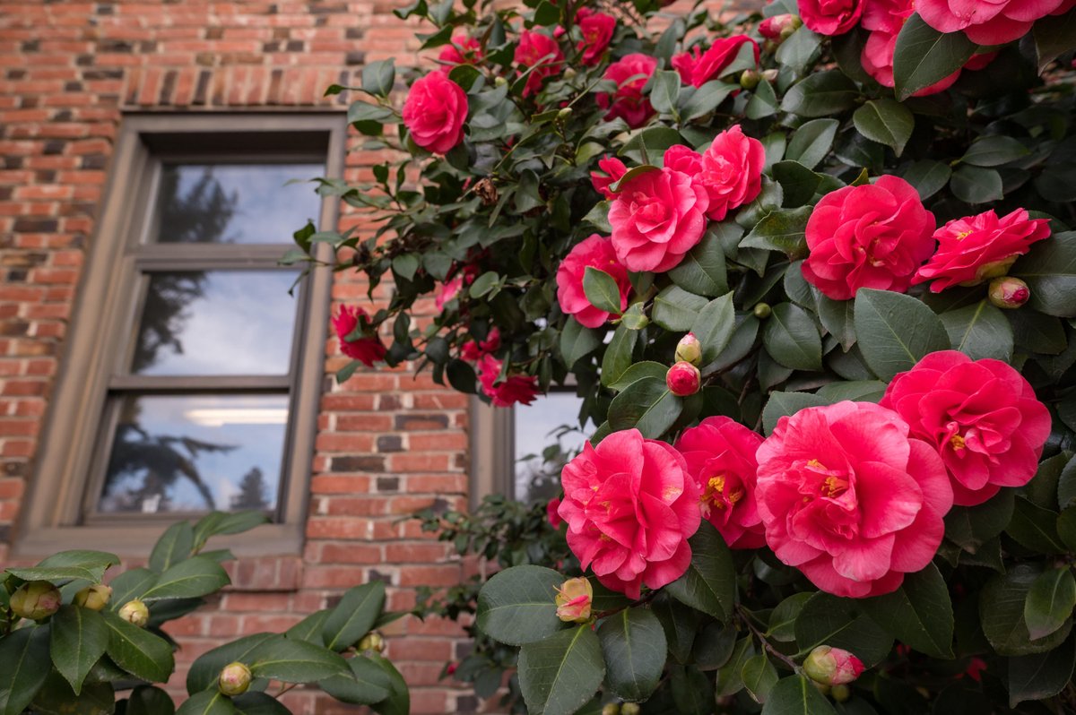 ChicoState's tweet image. Spring is in the air. 🌸 #ChicoState #ThisIsChico