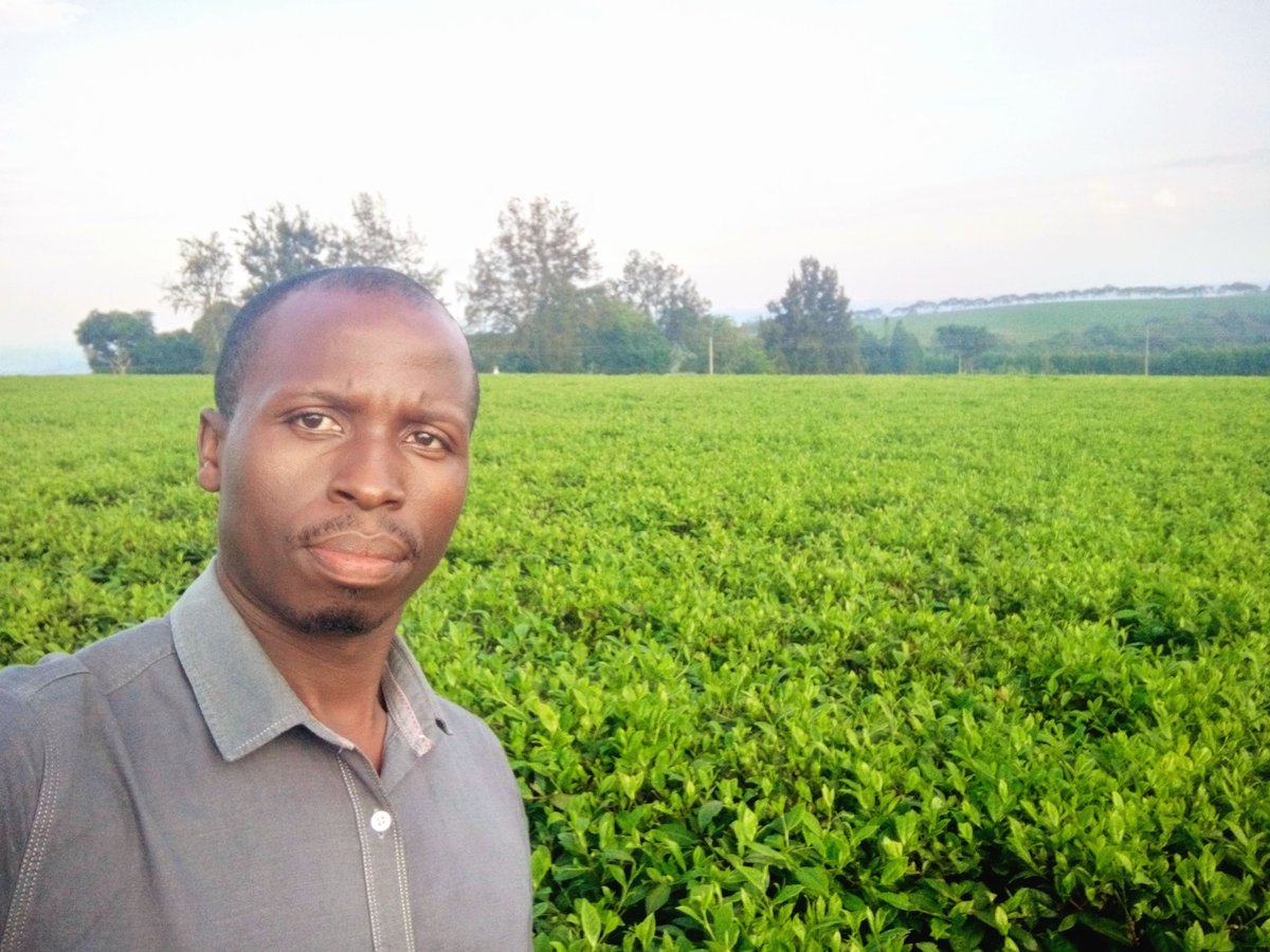 We still have hope in Camellia Sinensis. Quality is the Medicine.