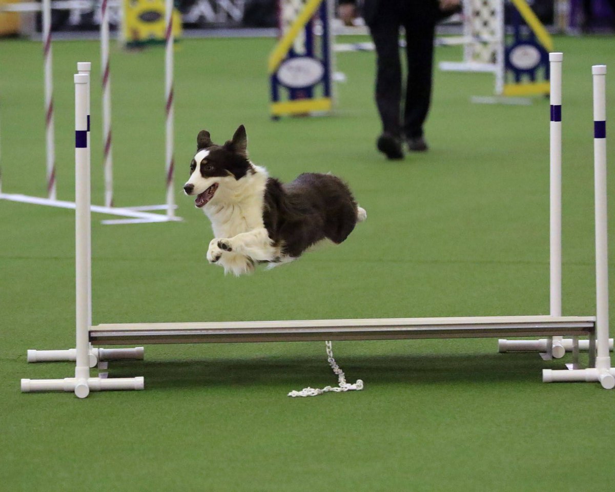 The 2024 Westminster Kennel Club Dog Show is less than two months away! You won't want to miss it. Purchase your tickets today: bit.ly/WKC2024Tickets