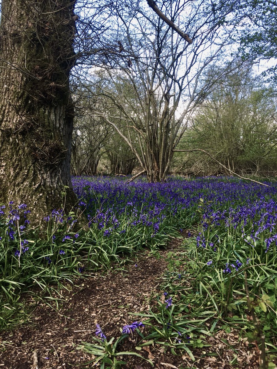 Ashdown House re-opens for guided tours on April 4th and by then our fabulous bluebell woods should also be flowering too!