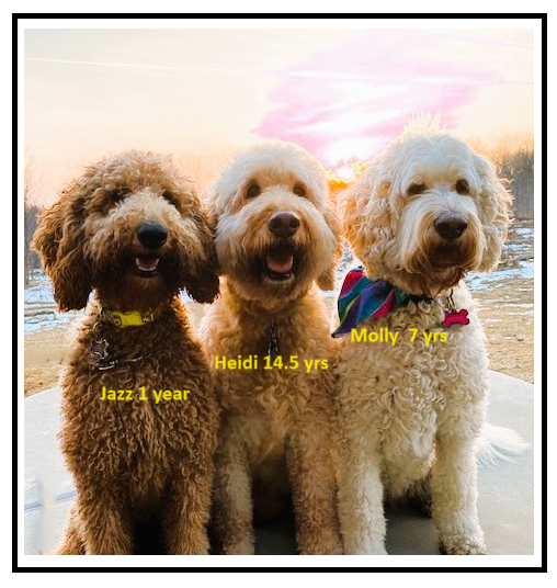 My sweet girls send a Manitoulin Island hello to you! (Sometimes twitter is a happy place.) #goldendoodles #manitoulinmagic #dogsoftwitter