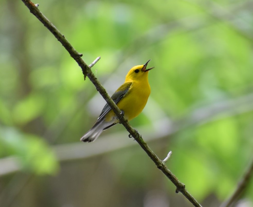 Warm, spring days are right around the corner, and so is our annual Festival of Flight! Come celebrate the return of the songbirds May 4-19, 2024. Call the Visitor Centre for more information at 519-674-1768. [photo: a Prothonotary Warbler sings from a branch in a forest]