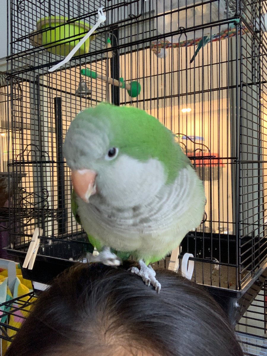 SamanthaKhela's tweet image. A very unique bird hat! 👒🪶

#birdsoftiktok #birds #engagednotcaged #foryou #birdtrend #birdsittingtoronto #pet #love #tiktokcanada