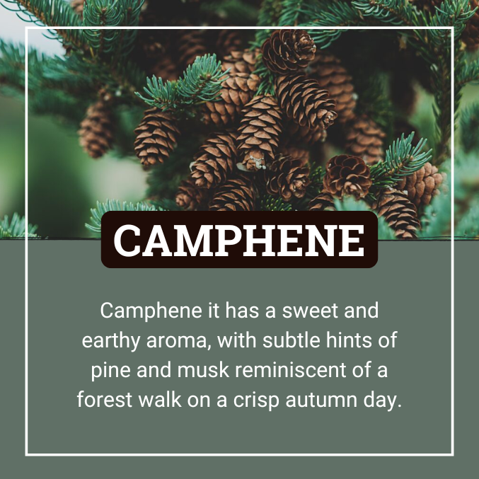 It's #TerpTuesday! Today's spotlight is on camphene, a terpene with a unique aroma and potential health benefits. Research suggests it could aid in cardiovascular health and, combined with vitamin C, act as a strong antioxidant.

#camphene #terpenes