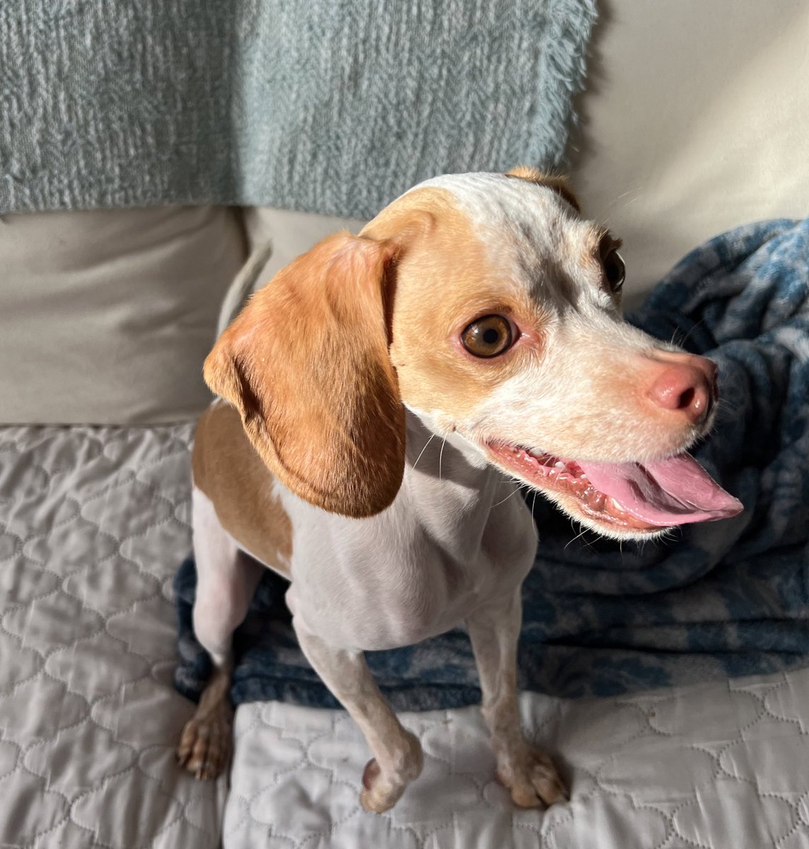 Yup. It’s #TongueOutTuesday 🐾😜🐾 #heckcancer #livingmybestlife #pocketbeagle #lemonbeagle #beagle #dogsoftwitter #dogsofx #TOT #tongueouttuesday