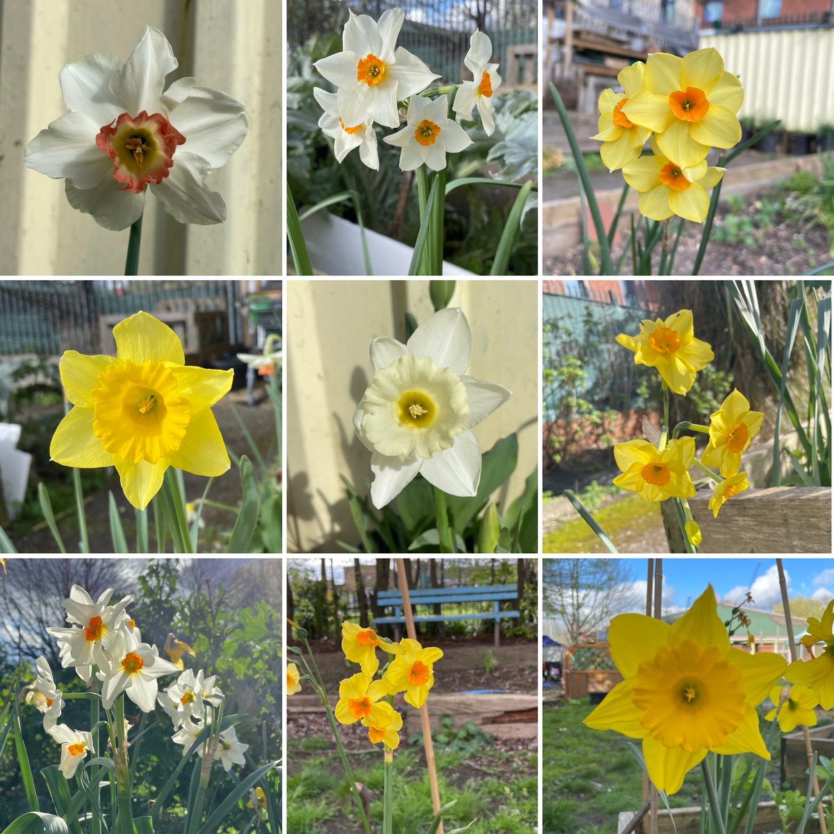 The many faces of Living Under One Sun daffodils! #daffodils #narcissus #spring #communitygarden #community #downlanepark #n17 #tottenham #tottenhamhale
