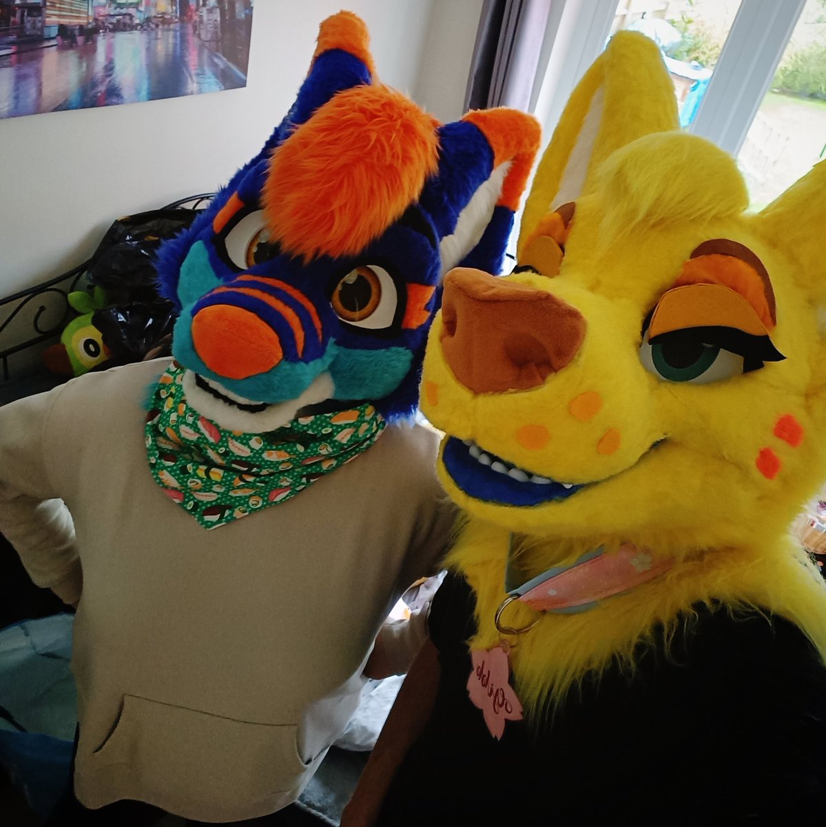 Gibb 💛🦈 🔜 CFZ26 tweet media