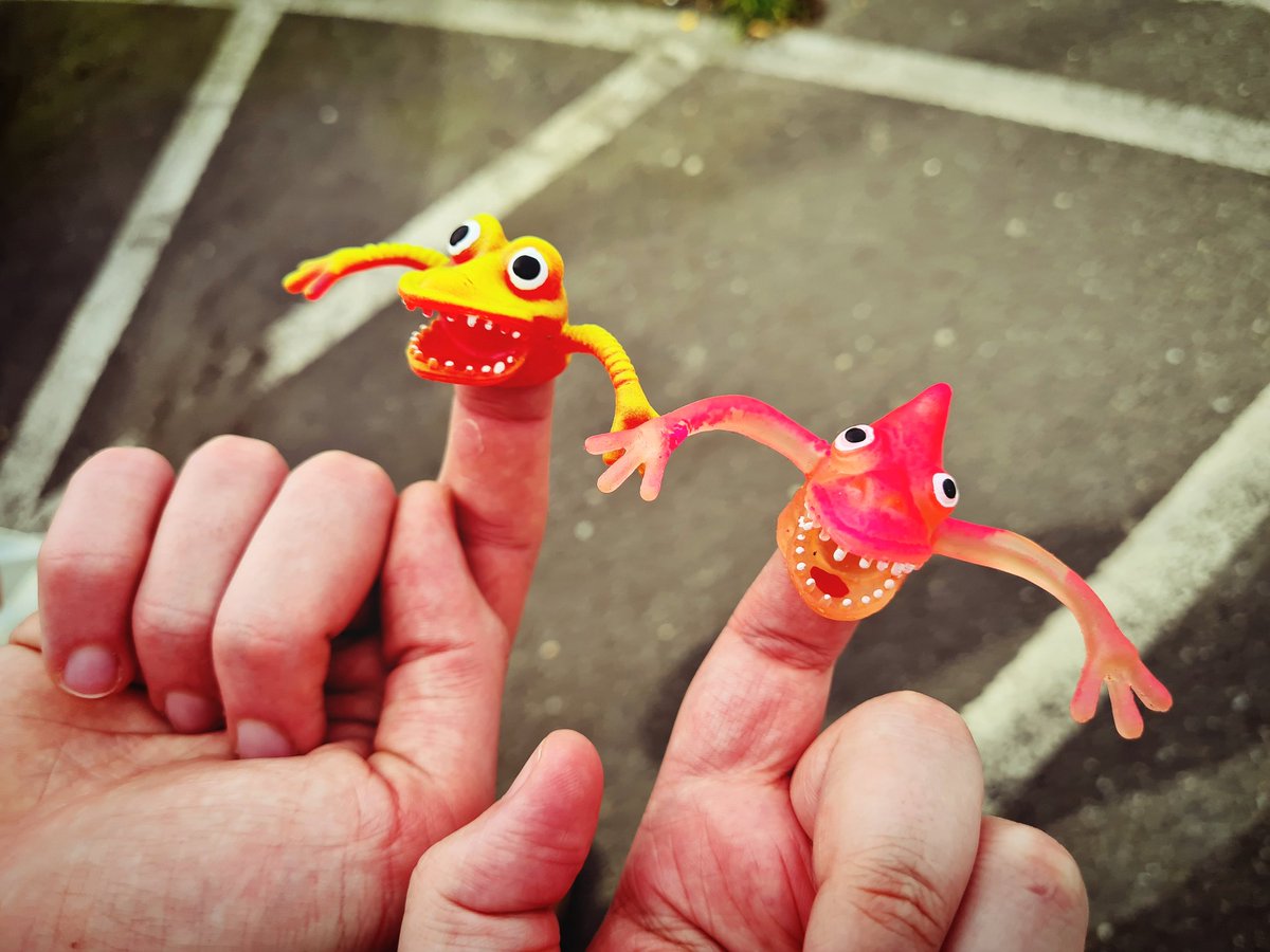 Gibb 💛🦈 🔜 CFZ26 tweet media