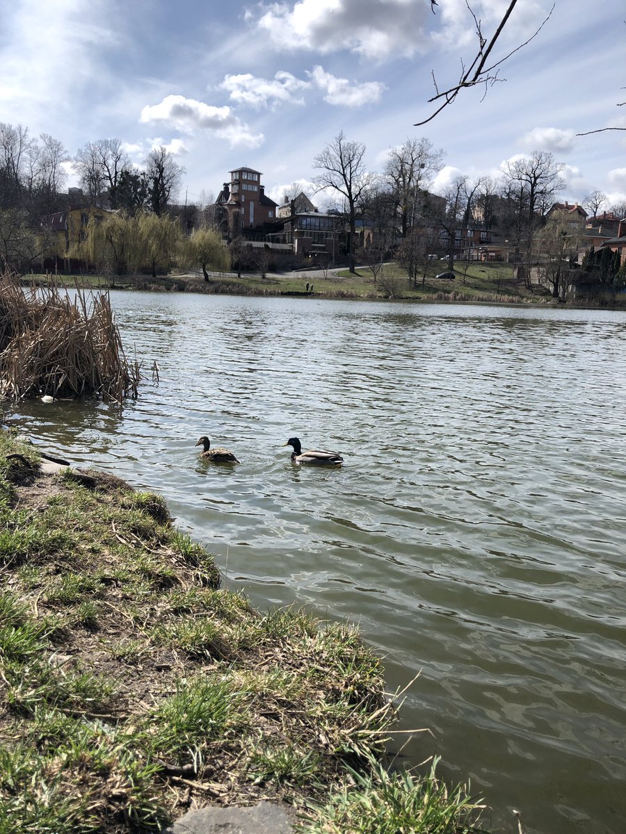 MariaS_S1999's tweet photo. This is something I can’t explain my entire life- I’m a dog person, yet this happens all the time😆+ ducks https://t.co/qfShN8J0vV